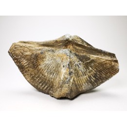 Cyrtospirifer grabaui - Late Devonian - Barvaux - Belgium