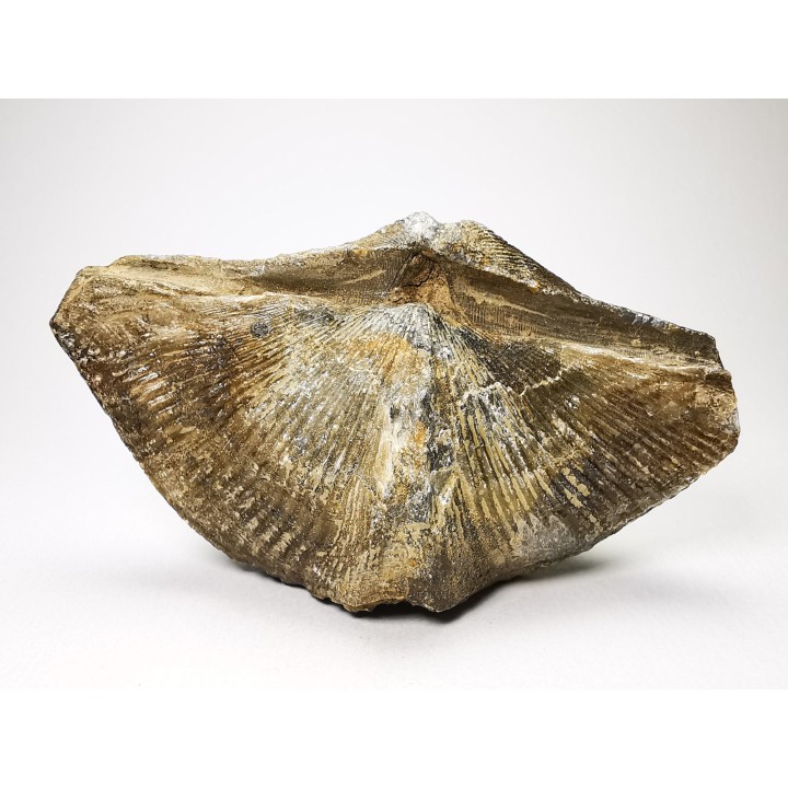Cyrtospirifer grabaui - Late Devonian - Barvaux - Belgium