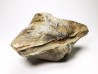 Cyrtospirifer grabaui - Late Devonian - Barvaux - Belgium