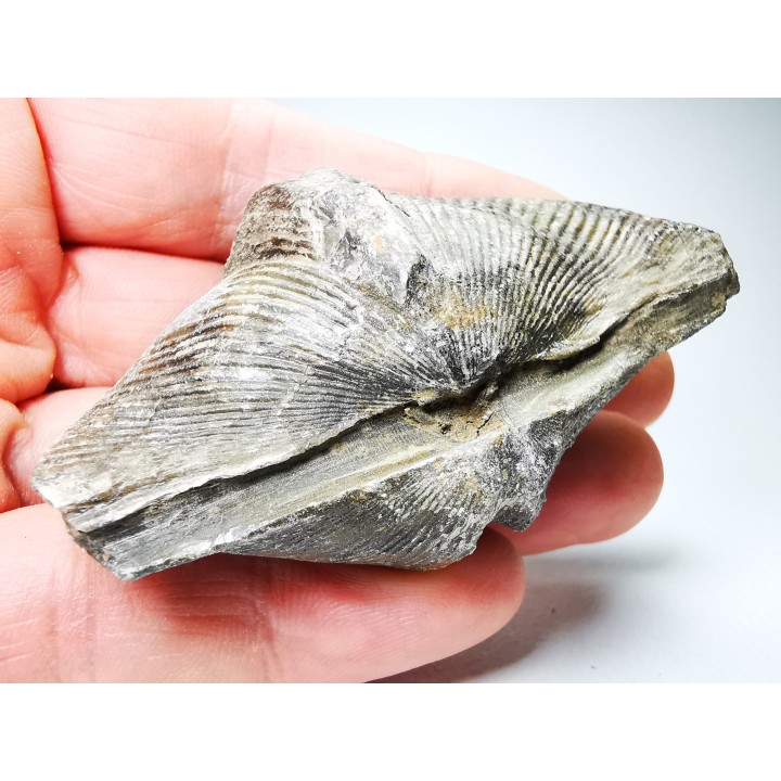 Cyrtospirifer grabaui - Late Devonian - Barvaux - Belgium