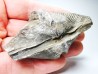 Cyrtospirifer grabaui - Late Devonian - Barvaux - Belgium