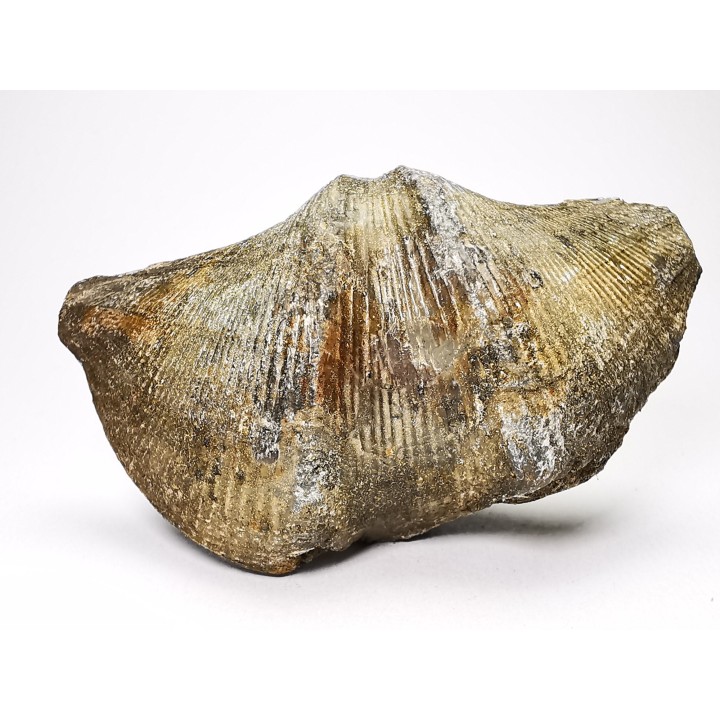 Cyrtospirifer grabaui - Late Devonian - Barvaux - Belgium