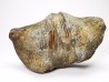 Cyrtospirifer grabaui - Late Devonian - Barvaux - Belgium