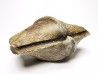 Cyrtospirifer grabaui - Late Devonian - Barvaux - Belgium