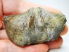 Cyrtospirifer grabaui - Late Devonian - Barvaux - Belgium