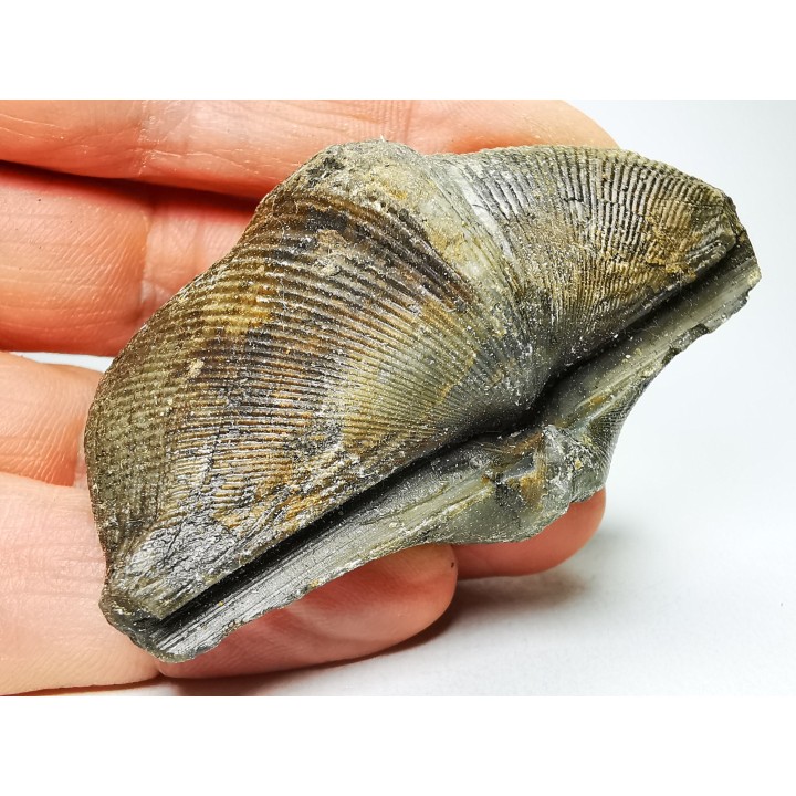 Cyrtospirifer grabaui - Late Devonian - Barvaux - Belgium