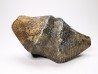 Cyrtospirifer grabaui - Late Devonian - Barvaux - Belgium