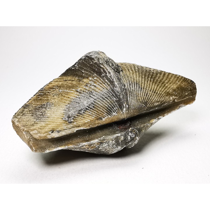 Cyrtospirifer grabaui - Late Devonian - Barvaux - Belgium