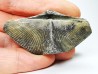 Cyrtospirifer grabaui - Late Devonian - Barvaux - Belgium
