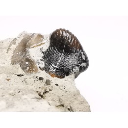 Ptychodus latissimus - Late Cretaceous - Bettrechies, 59 - FRANCE