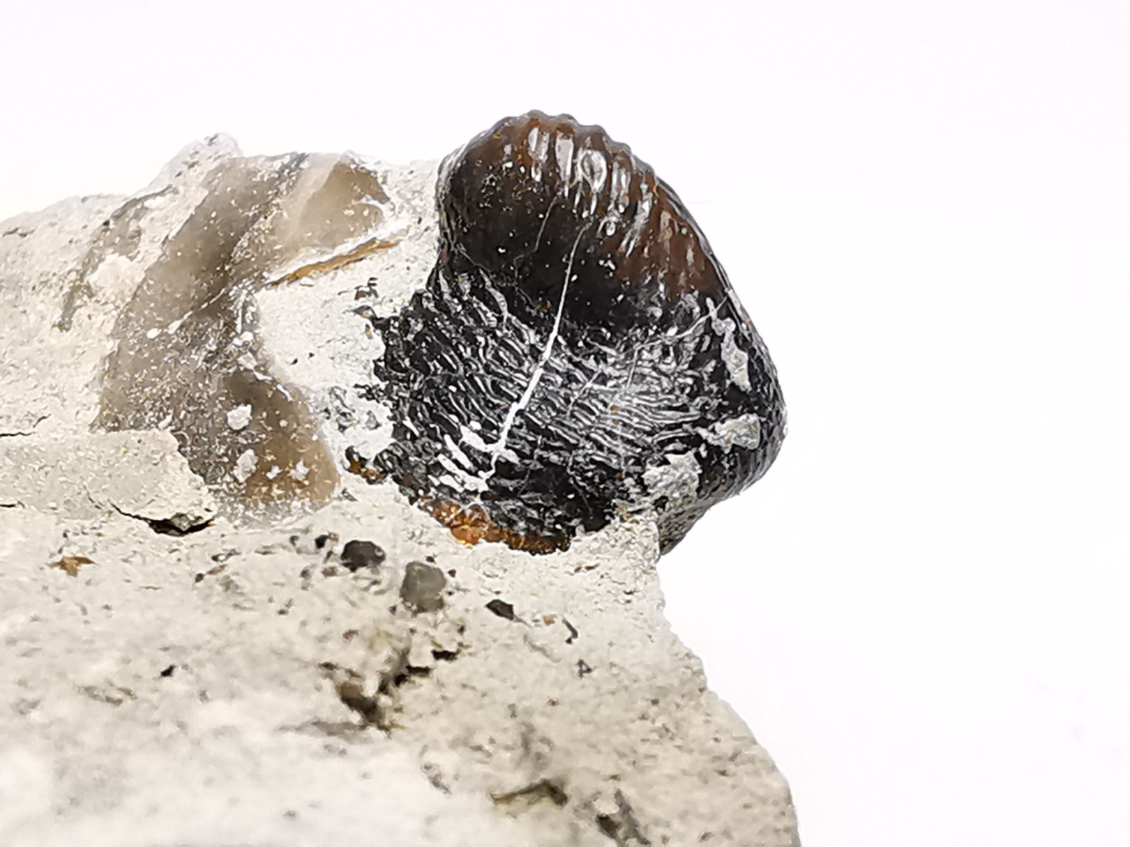 Ptychodus latissimus - Crétacé Supérieur - Bettrechies, 59 - FRANCE