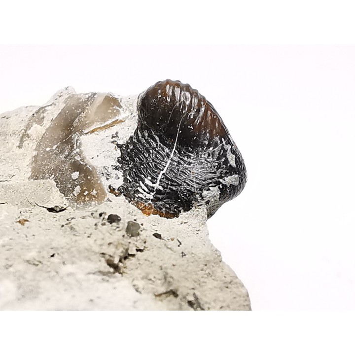 Ptychodus latissimus - Late Cretaceous - Bettrechies, 59 - FRANCE