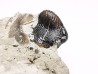 Ptychodus latissimus - Late Cretaceous - Bettrechies, 59 - FRANCE