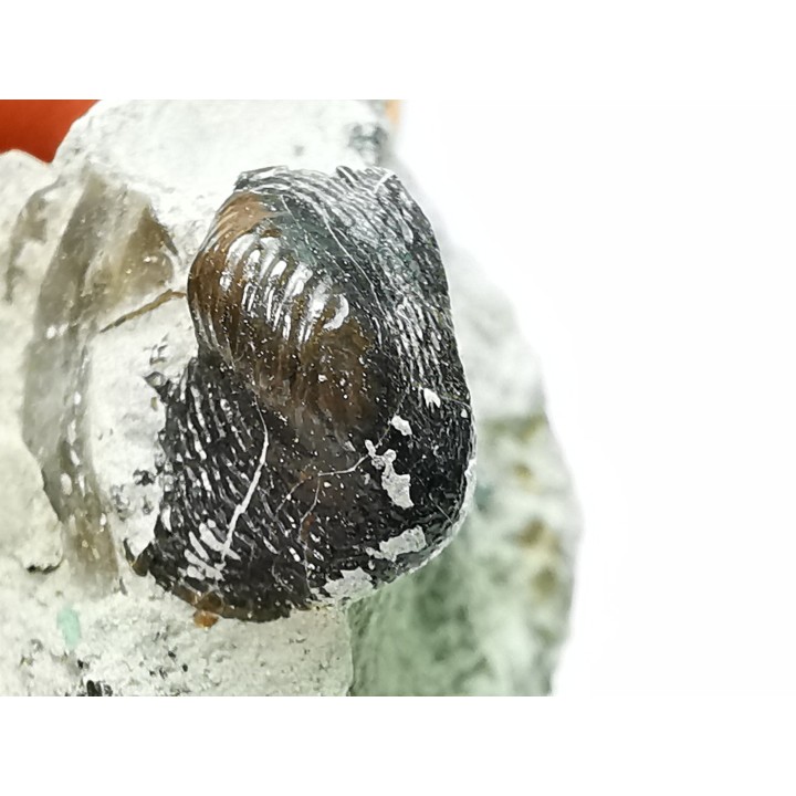 Ptychodus latissimus - Late Cretaceous - Bettrechies, 59 - FRANCE