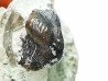 Ptychodus latissimus - Late Cretaceous - Bettrechies, 59 - FRANCE