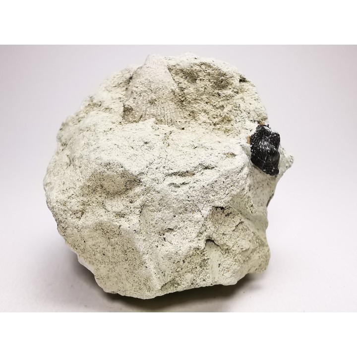 Ptychodus latissimus - Crétacé Supérieur - Bettrechies, 59 - FRANCE
