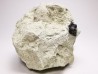 Ptychodus latissimus - Late Cretaceous - Bettrechies, 59 - FRANCE