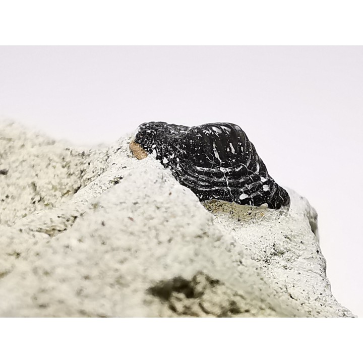 Ptychodus latissimus - Late Cretaceous - Bettrechies, 59 - FRANCE