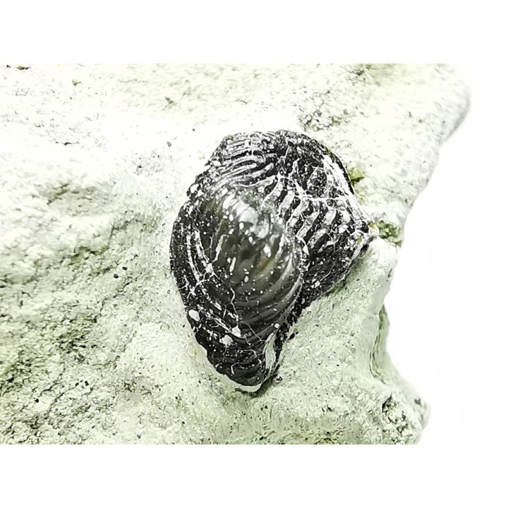Ptychodus latissimus - Late Cretaceous - Bettrechies, 59 - FRANCE