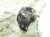 Ptychodus latissimus - Crétacé Supérieur - Bettrechies, 59 - FRANCE