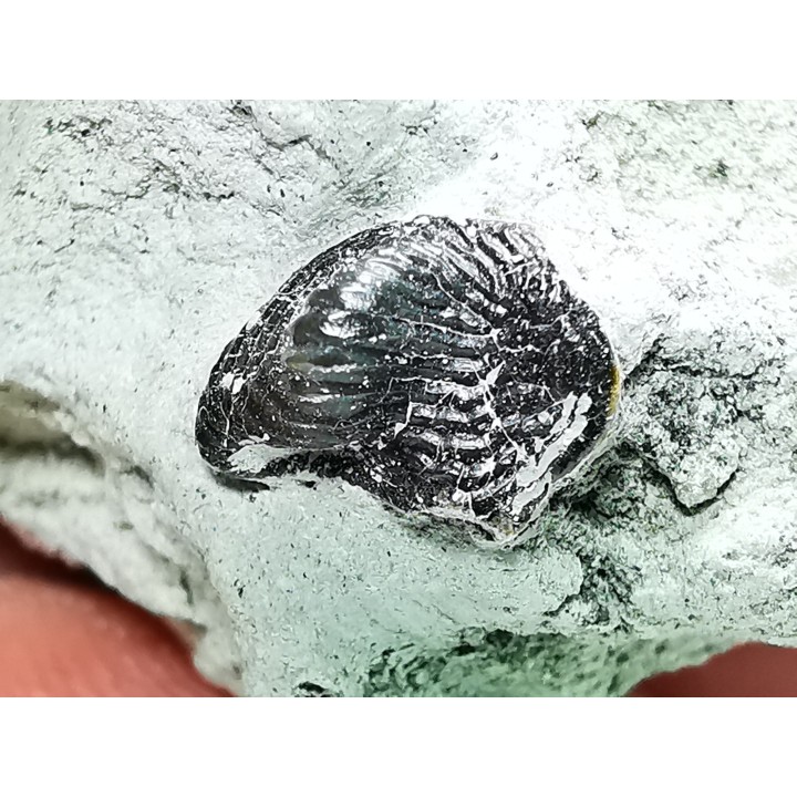 Ptychodus latissimus - Late Cretaceous - Bettrechies, 59 - FRANCE