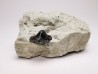 Ptychodus latissimus - Late Cretaceous - Bettrechies, 59 - FRANCE