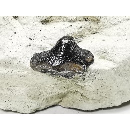 Ptychodus latissimus - Late Cretaceous - Bettrechies, 59 - FRANCE