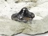 Ptychodus latissimus - Late Cretaceous - Bettrechies, 59 - FRANCE