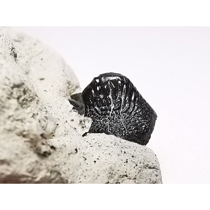 Ptychodus latissimus - Crétacé Supérieur - Bettrechies, 59 - FRANCE