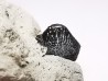 Ptychodus latissimus - Late Cretaceous - Bettrechies, 59 - FRANCE