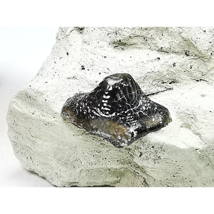 Ptychodus latissimus - Late Cretaceous - Bettrechies, 59 - FRANCE