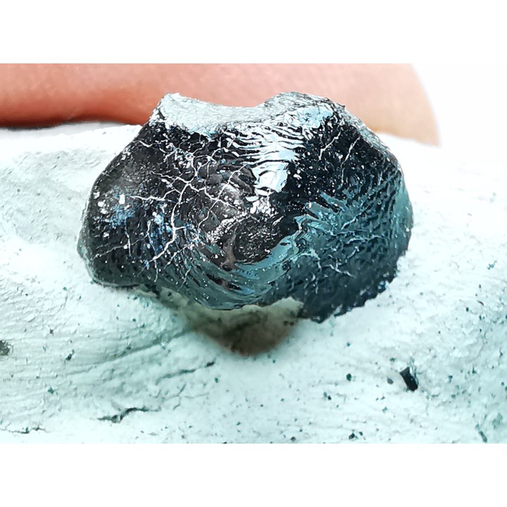 Ptychodus latissimus - Late Cretaceous - Bettrechies, 59 - FRANCE