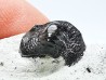 Ptychodus latissimus - Late Cretaceous - Bettrechies, 59 - FRANCE