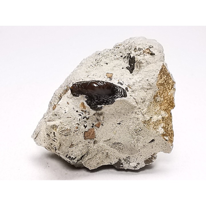 Ptychodus latissimus - Late Cretaceous - Bettrechies, 59 - FRANCE