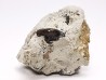 Ptychodus latissimus - Late Cretaceous - Bettrechies, 59 - FRANCE
