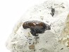 Ptychodus latissimus - Late Cretaceous - Bettrechies, 59 - FRANCE
