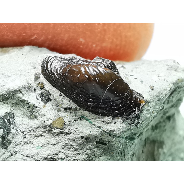 Ptychodus latissimus - Late Cretaceous - Bettrechies, 59 - FRANCE