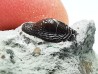 Ptychodus latissimus - Late Cretaceous - Bettrechies, 59 - FRANCE