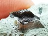 Ptychodus latissimus - Late Cretaceous - Bettrechies, 59 - FRANCE