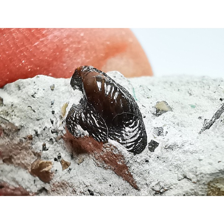 Ptychodus latissimus - Crétacé Supérieur - Bettrechies, 59 - FRANCE