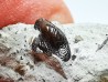 Ptychodus latissimus - Late Cretaceous - Bettrechies, 59 - FRANCE