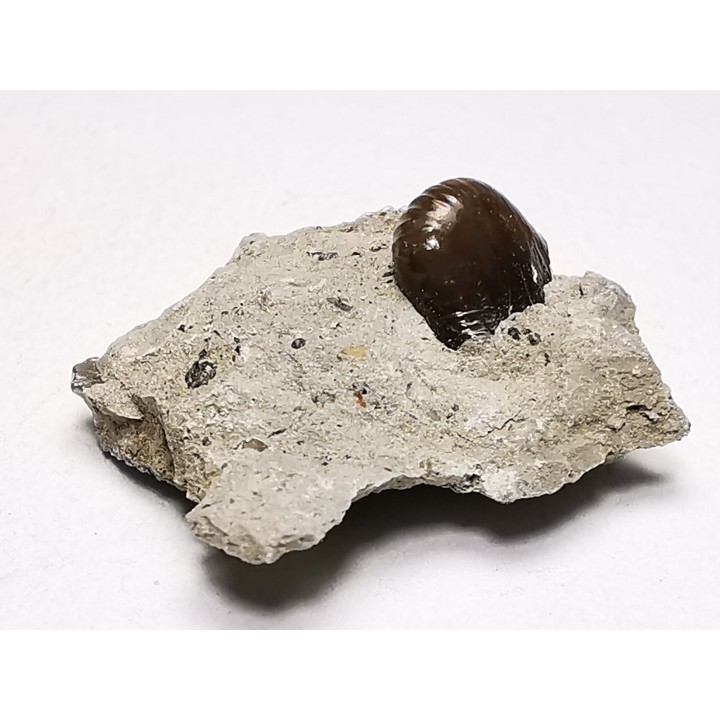 Ptychodus latissimus - Late Cretaceous - Bettrechies, 59 - FRANCE