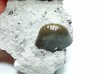 Ptychodus latissimus - Late Cretaceous - Bettrechies, 59 - FRANCE