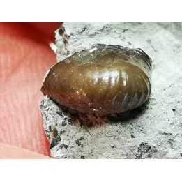 Ptychodus latissimus - Late Cretaceous - Bettrechies, 59 - FRANCE