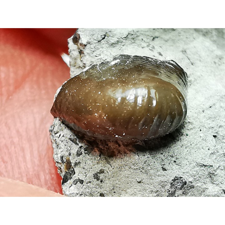 Ptychodus latissimus - Crétacé Supérieur - Bettrechies, 59 - FRANCE