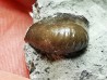 Ptychodus latissimus - Late Cretaceous - Bettrechies, 59 - FRANCE