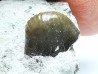 Ptychodus latissimus - Late Cretaceous - Bettrechies, 59 - FRANCE