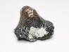 Ptychodus latissimus - Late Cretaceous - Bettrechies, 59 - FRANCE