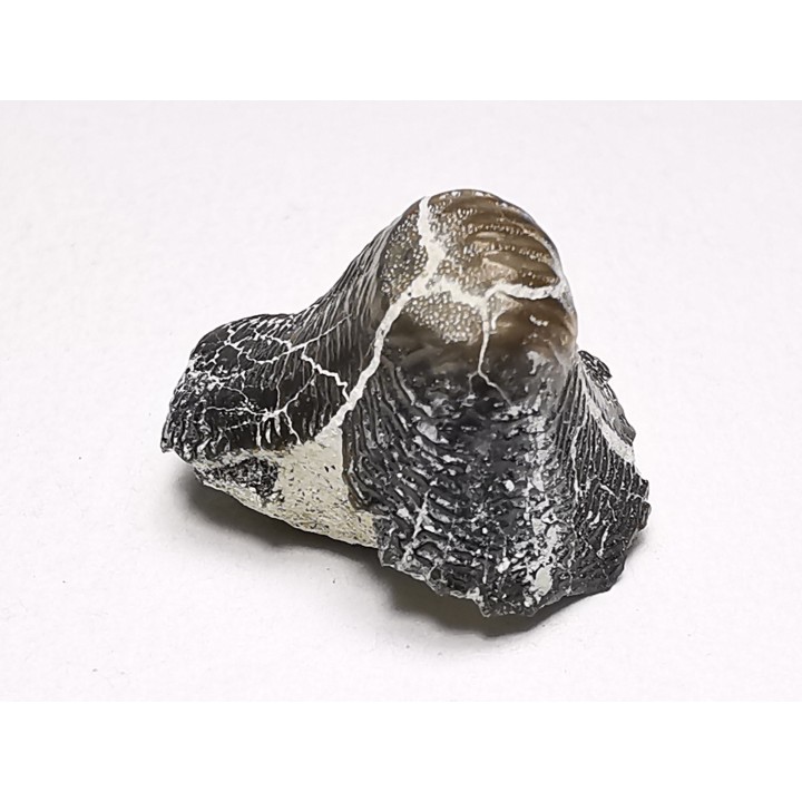 Ptychodus latissimus - Late Cretaceous - Bettrechies, 59 - FRANCE