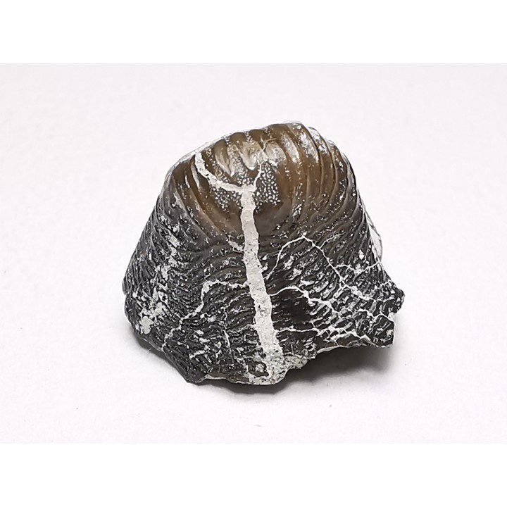 Ptychodus latissimus - Late Cretaceous - Bettrechies, 59 - FRANCE